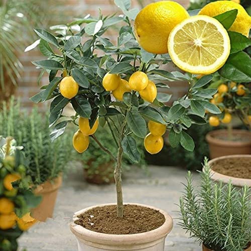 FStening 20 Pezzi Di Semi Di Limone Gialli Non OGM Che Catturano L'occhio Facili Da Piantare Non Hanno Bisogno Di Troppe Cure è L'ideale Entry Level Semi Di Frutta Lime