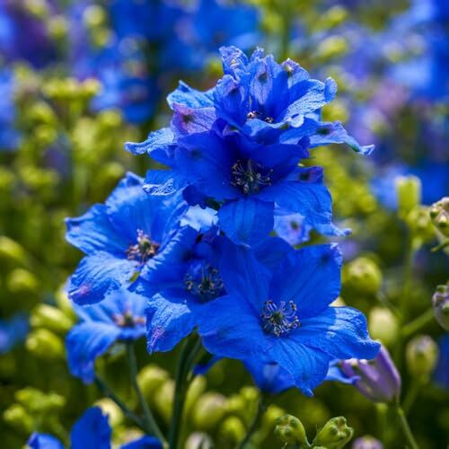 Generic 300 pezzi di piante delphinium, semi resistenti, piccolo regalo per le donne, piante perenni resistenti, Delphinium grandiflorum perenne Vasi per piante Consolida ajacis, regalo per giardi