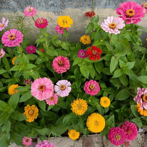 Generic 400 Pc Semi Di Zinnia Perenni Zinnia Elegans Balcone Fiorito, Regali Da Giardino Per Le Donne Semi Di Zinia Semi Di Fiori Perenni Resistenti, Piante Da Balcone Resistenti Semi