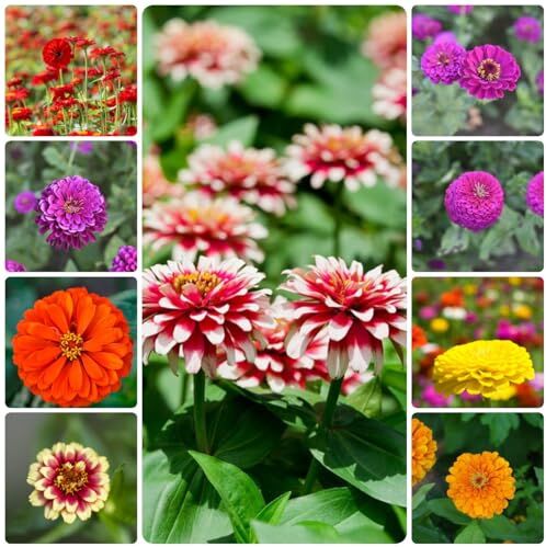 Generic 30 pezzi semi di zinnia perenni piante da balcone per api prato semi di zinia resistenti, fiori di prato per piante d'appartamento semi rialzati per balcone semi di fiori selvatici semi di