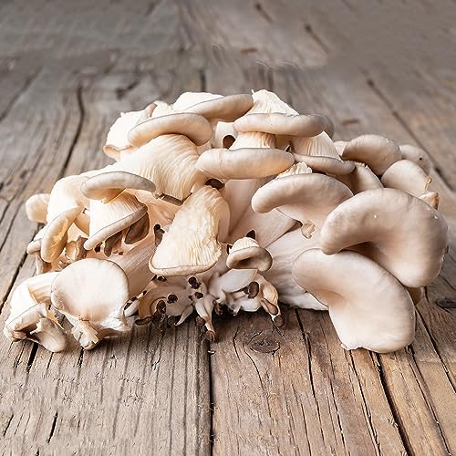 Generic 100 Pezzi Di Semi Di Funghi Ostrica, Piante Resistenti Per Il Giardi, Coltivazione Di Funghi, Piante In Vaso Resistenti, Funghi In Crescita, Semi Esotici, Semi Biologici, Semi Di Ortaggi,