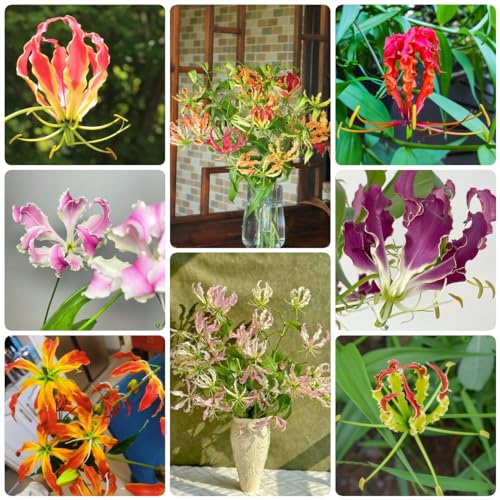 Generic 4 Pezzi Di Gigli Di Fiamma Bulbi, Bulbi A Fioritura Primaverile, Cipolle Ornamentali, Gigli Di Fiamma Perenni Resistenti Gloriosa Superba Mix Di Fiori, Piante Da Giardi Roccioso Resi