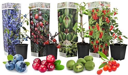 Plant in a Box Set di 4 piante da frutto mix 'Smoothie' Actinidia 'Issai', Vaccinium 'Sunshine Blue', Vaccinium, Lycium Piante da frutto Resistente all'inverno Vaso cm Altezza 25-40cm