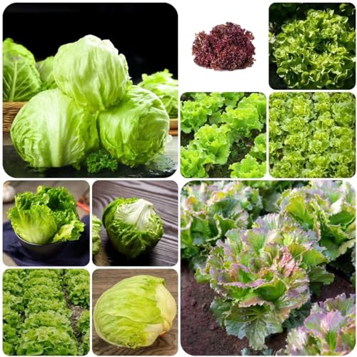 WJKWY-Q 15 pezzi di semi di insalata resistenti aiuola rialzata balcone giardi di erbe aromatiche per interni piante di erbe, semi di insalata, Lactuca sativa, regali insoliti regali da giardi