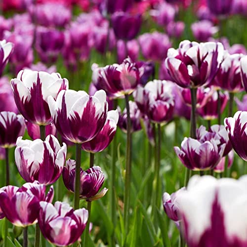 BRKENT Bulbi Tulipani Di Fiori Perenni Rustici Tulipani Esotici Fiori Decorazione Ornamentali Bulbi Piante Da Balcone Fioriere Da Giardi Mazzo Di Fiori Da Giardi 20 Bulbi Di Tulipa Viola Bianco