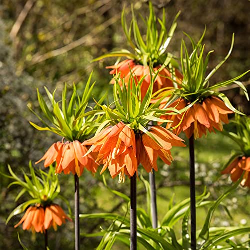 BRKENT Bulbi Della Corona Imperiale Bulbi Da Fiore Fiori Perenni Resistenti Al Suolo Fiori Fritillaria Fiori Da Giardi Decorazione Piante Esotiche Bulbi Ornamentali Regali 2 Bulbo Della Corona Imperiale