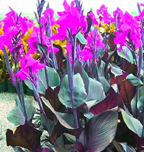 BAHELS Tuberi di giglio di cannabis.Fiori ornamentali.Forte adattabilità.Lungo periodo di fioritura.Naturale,Altezza fino a 2 metri,Facile da curare.Canna indica Bulbi-2 Bulbi-C