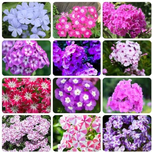 Generic 150 pezzi di semi di phlox resistenti perenni piccoli regali piante in vaso resistenti all'aperto, Phlox drummondii, piccolo regalo per le donne vaso per piante piante da ufficio fiori da