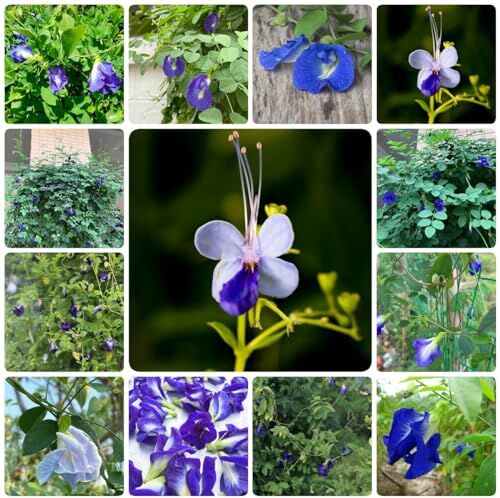 WJKWY-Q 50 pezzi di semi di fiori di pisello di farfalla blu fiore di mezzogior di semi, resistente Clitoria ternatea, pisello di farfalla, piante in vaso resistenti, fiori da giardi, semi di