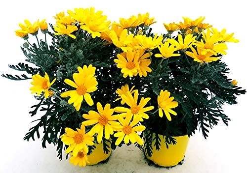 POWERS TO FLOWERS MARGHERITA GIALLA, EURYOPS 2 PIANTE, vaso 14cm, piante vere