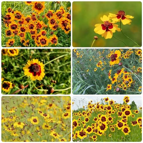 Generic 5 pezzi semi perenni occhio di ragazza regalo di semi di fiori, Coreopsis tinctoria, Sanvitalia pianta piante in vaso api da giardi al coperto prato pianta vaso ape pascolo semi ape-frie