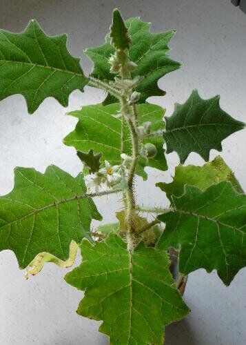 TROPICA Lulo (Solanum quitoense) 10 Semi- Piante utili
