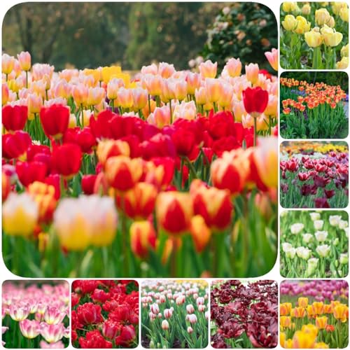 WJKWY-Q 7 pezzi bulbi di tulipa resistenti perenni resistenti bulbi di tulipa perenni, bulbo di tulipa, vaso bonsai purificatore dell'aria piante da appartamento bulbi da fiore pere