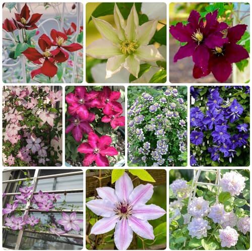 Generic 100 Pezzi Di Semi Di Piante Clematide, Fiori Decorativi, Semi Di Bonsai, Fiori Da Giardi Per Il Benessere Delle Api (Clematis Florida), Semi Di Piante D'Appartamento, Piante Aromatiche Mix