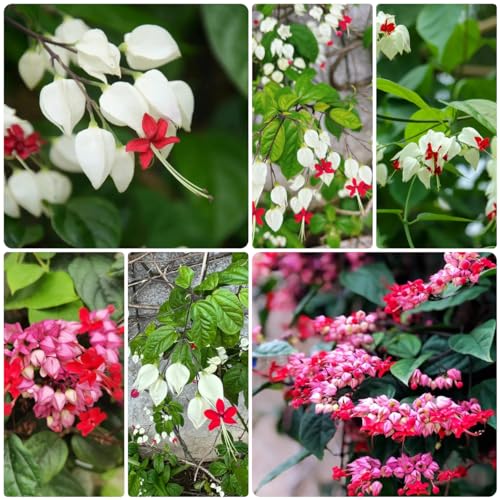 Generic 10 pz Semi di Clerodendrum thomsonae, fiori da balcone regali di pasqua pianta fiori regali di pasqua semi di prato per api semi di piante resistenti perenni fiori balcone bonsai