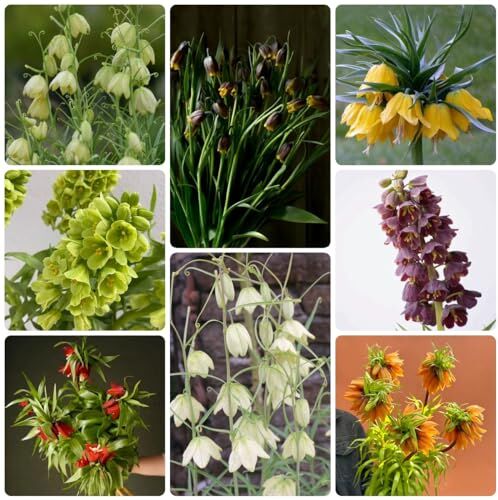 Generic 15 Pezzi Di Corone Imperiali Fritillaria Cipolle, Cipolle Ornamentali, Tuberi Della Corona Imperiale Perenni E Resistenti, Acquista Cipolle Della Corona Imperiale, Fiori Da Balcone, Piante