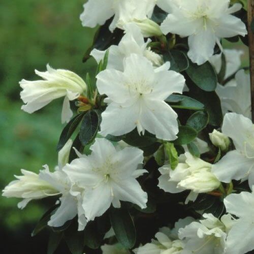 GardenersDream 1 x Azalea 'Geisha White', pianta sempreverde giapponese resistente, in vaso.