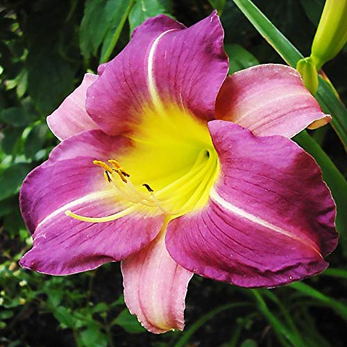 COOTO Hemerocallis Piante Vere da Esterno – Rizoma Hemerocallis Blue Sheen – Daylily Bulbi Fiori Perenni da Esterno Bulbi Fiore Hemerocallis Semi Fiori Perenni Giardino Gigli