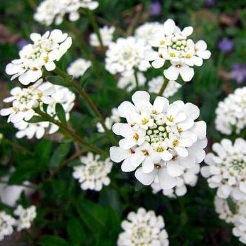 CIFO Iberis sempervirens"Fischbeck" [Vaso Ø17cm]