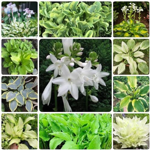 Generic 200 Pezzi Di Semi Di Piante Hosta Semi Di Prato Fiorito, Piante Da Balcone Resistenti, Semi Di Piante Hosta, Hosta Plantaginea, Semi Di Bonsai, Piante Da Giardi Roccioso Mix Di Fiori Res