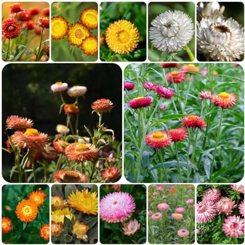 Generic 500 pezzi semi decorativi di fiori di paglia semi di fiori di campo perenni resistenti, Xerochrysum bracteatum, piante da giardi resistenti fiori da giardi perenni semi biologici piant