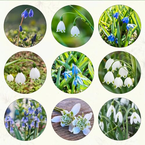 Generic 12 bulbi di bucaneve piante in vaso amiche delle api, Galanthus nivalis, piante di Bulbi per fioriere da balcone, Bulbi di aconiti invernali resistenti, fiori di campo perenni resistenti