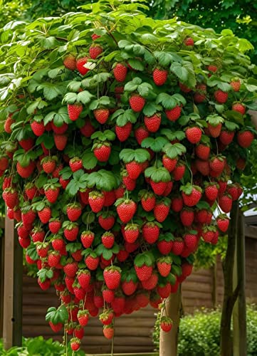 EUROPA GREEN Fragola rampicante Albero di fragola (10 piante rosse in torba)