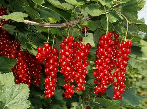 Vivaio di Castelletto Ribes rosso "Ribes rubrum" frutti di bosco pianta in vaso ø18 cm