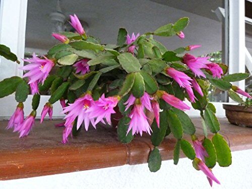 SVI Hatiora Rosea ~ rosa di Pasqua Cactus ~ stordimento Fiori rosa ~ Rare 5 Semi ~