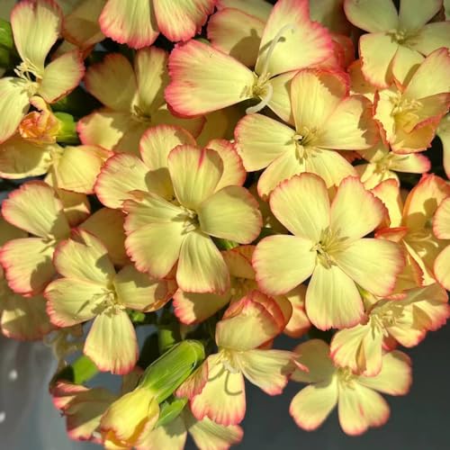 Generic 180 pezzi semi di fiori di garofa, farfalla lilla Dianthus, pianta di garofa barbuto vaso da fiori semi di fiori regalo ospite piccolo regalo per le donne semi di fiori amichevoli