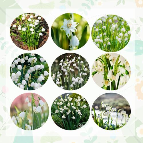 Generic Acquistare 8 bulbi di märzenbecher Leucojum vernum bulbi di fiori perenni piante resistenti e idroponiche tuberi di piante märzenbecher piante in vaso resistenti, bulbi di fiori