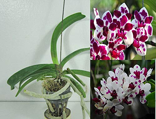 Generic Vaso Rhynchostylis Gigantea Cartoon Orchidea pianta, cortile, giardino: Only seeds