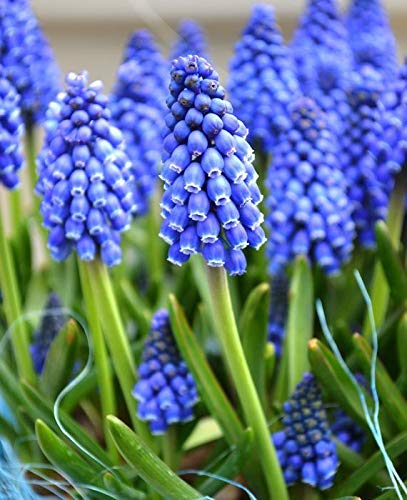 Generic Portal Cool 50 Muscari armeniacum Giacinto di UVA Blu perenne pianta Primavera Bulbi da Fiore