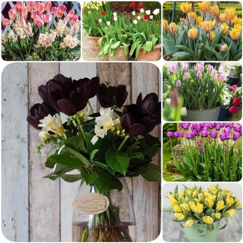 WJKWY-Q 15 bulbi di tulipa, resistenti vaso bonsai, piante da appartamento purificanti dell'aria, bulbi di tulipani, bulbi di tulipani, fiori invernali, cipolle, resistenti, perenni, piante da b