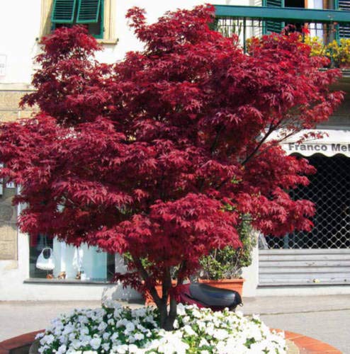 Vivaio di Castelletto Acero Rosso Giapponese, Acer Palmatum Fireglow, Pianta in Vaso ø 22 cm, Pianta vera,