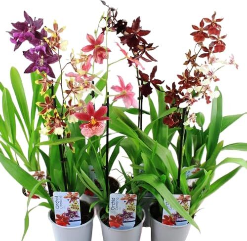 DUTCH BULBS EXCLUSIVE PLANTS FROM HOLLAND Vere orchidee Cambria, 5 grandi piante da interno alte 30-40 cm, con fiori, 5 varietà mix dall'Olanda, 3 colori, leggermente profumate (senza semi e non orchidea artificiale e con vaso)