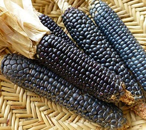PLAT FIRM Germinazione dei semi: 50 Semi: Rio Grande Blu Corn Semi varietà di mais blu dal Rio Grande Pueblos