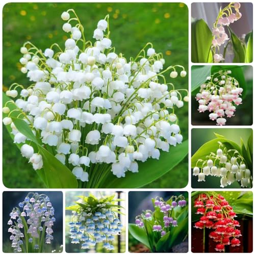 Generic 12 bulbi decorativi di mughetto pianta d'appartamento, fiore di mezzogior, ape resistente, Convallaria majalis, soggior decorativo, piante da giardi moderne, bulbi da fiore, perenni,