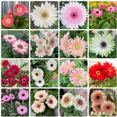 Generic 300 Pezzi Semi Di Gerbera Decorazione Autunnale, Piante Esotiche Resistenti, Gerbera Jamesonii, Semi Di Prato Decorazione Floreale, Fiori Decorativi Regalo Giardi, Semi Di Bonsai Semi Di