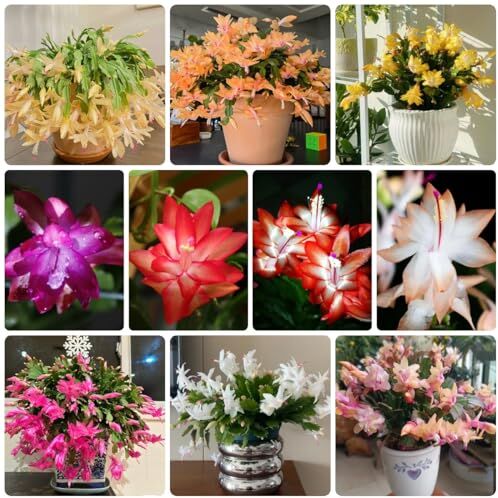 Generic 200 Pezzi Semi Di Cactus Di Natale, Semi Di Cactus Succulenti, Semi Di Prato, Regalo Da Giardi (Schlumbergera Truncata) Fiori Da Giardi, Semi Di Piante D'Appartamento, Mix Di Fiori Semi