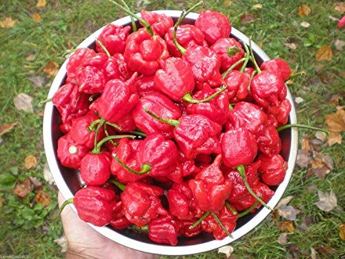 Astonish Pacchetto semi: (500) Trinidad Scorpion Butch T "" Semi ~ ceppo puro ~