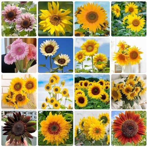 Generic 200 Pezzi Di Semi Di Girasole, Copertura Del Terre, Perenne Resistente, Semi Di Fiori, Semi Di Girasole Helianthus Annuus Semi Di Prato Fiorito, Piante Da Balcone, Semi Di Fiori Di Cam