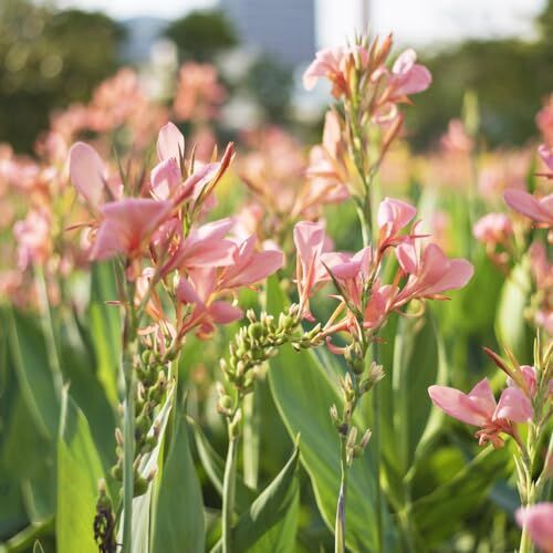 Generic 6 pezzi bulbi di canna giglio pianta bulbi piante da balcone resistenti giardinaggio urba, canna indica, bulbi di fiori di piante d'appartamento di cannas fioritura precoce fiore di mezz