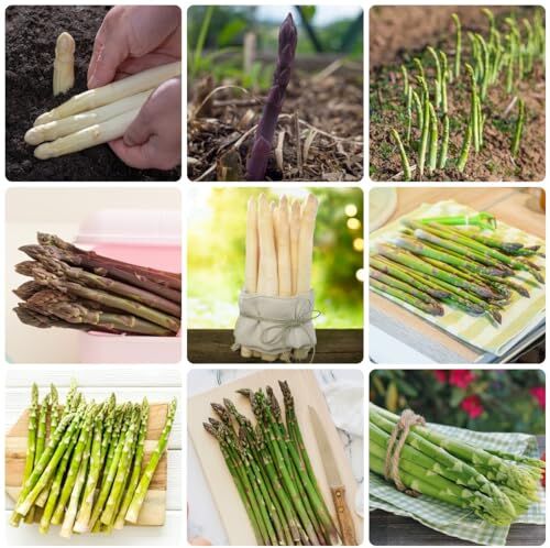 Generic 300 Pezzi Semi Di Piante Di Asparagi Asparagus Officinalis Semi Di Piante D'Appartamento, Semi Di Ortaggi Da Balcone, Semi Di Asparagi Biologici, Semi Di Asparagi Piante Esotiche Resiste