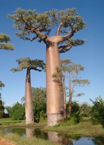 TROPICA baobab del Madagascar (Adansonia grandidieri) 4 semi