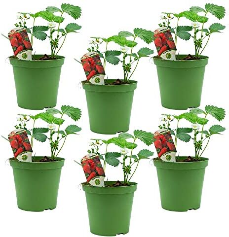 Fiori Commestibili BIO Fragola Rossa BIO rifiorente 4 stagioni (6 PIANTE) Piante da orto in vaso Azienda agricola Carmazzi