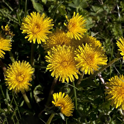 Generic 200 pezzi di semi di tarassaco selvatico Taraxacum officinale vaso di erbe da balcone, prodotti sostenibili semi di tarassaco piante erbacee perenni, semi di piante medicinali, semi di antich