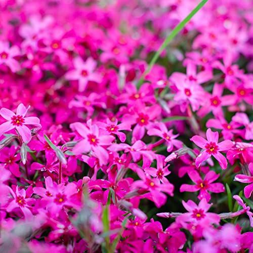 Generic 100 semi di phlox rosso phlox perenni hardy semi di fiori fiori piante da giardi hardy perenne fiori decorativi hardy perenni semi di fiori copertura del terre fiore prato piante