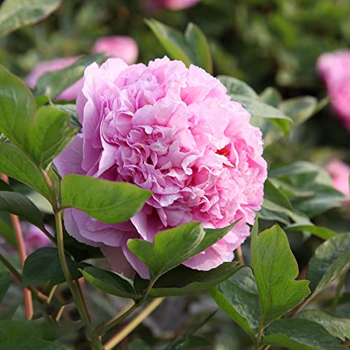 BRKENT Tuberi Di Peonia Peonie Foglia Netta Bulbi Di Peonia Perenne Peonie Resistenti Piante Fiori Decorazione Bulbi Rosa Ornamentali Freschi Piante Da Giardi Perenni Resistenti 3 Bulbi Di Peonia