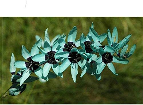 SVI PLAT FIRM Germinazione dei semi: Ixia Viridiflora importato un solo seme pacchetto professionale blu fiori neri